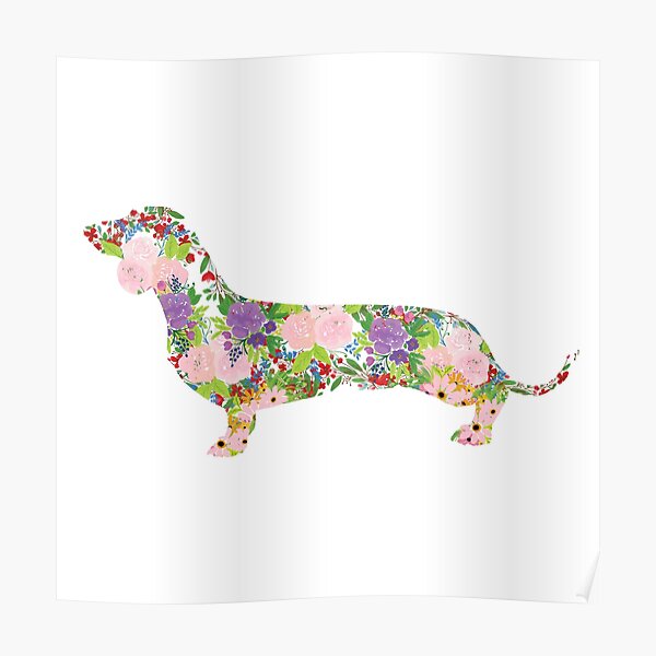 Floral Dachshund Poster