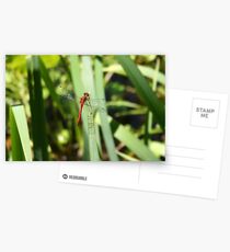 Red Dragonfly Postcards