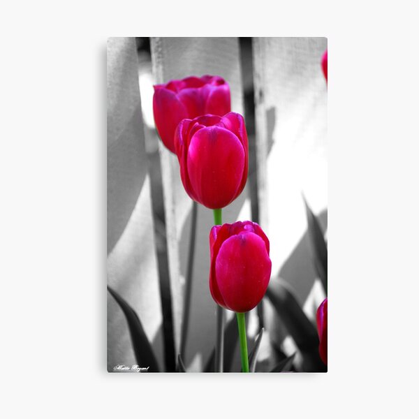 Tulips on B&W Canvas Print