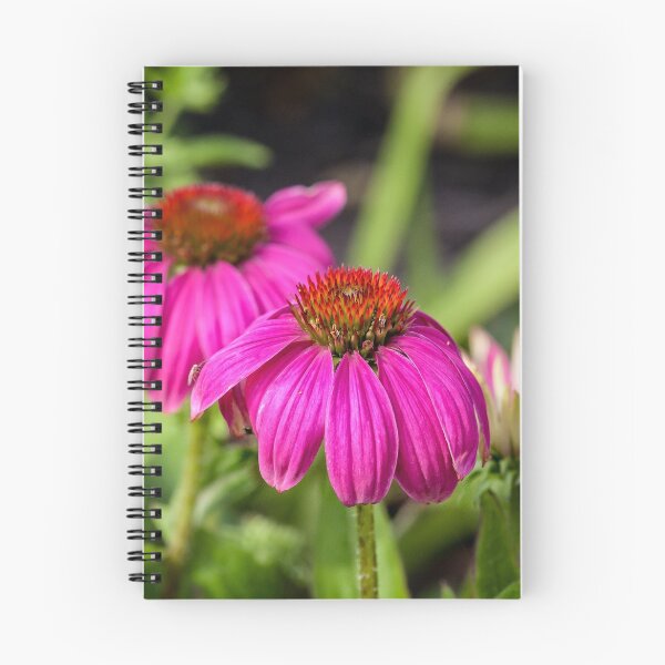 Item preview, Echinacea II designed and sold by PhotosByHealy.