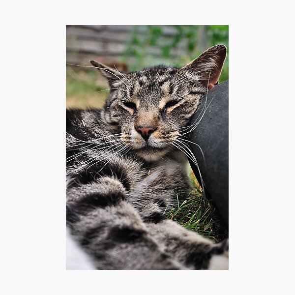 I Kneed a Pillow Photographic Print