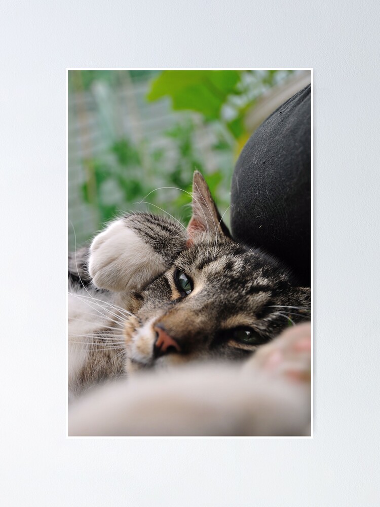 Alternate view of I'm a Tiger, Me Poster