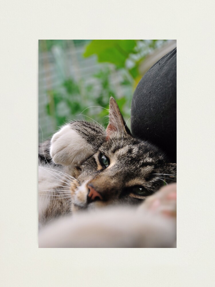 Alternate view of I'm a Tiger, Me Photographic Print