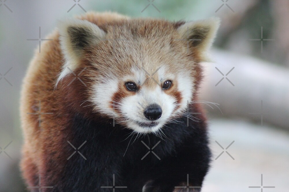 Red Panda Close Up By Michelle Muller Redbubble