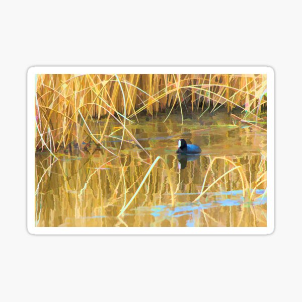 Common Coot Illustration Sticker