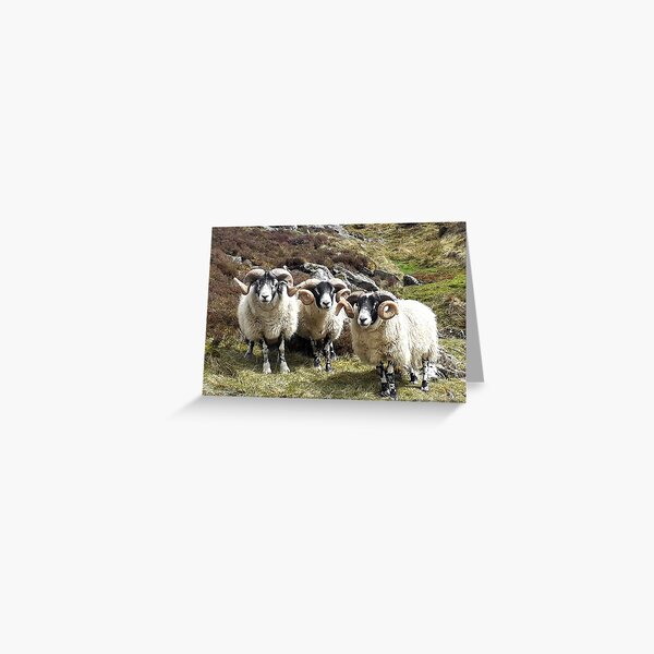 The Moffat Rams Greeting Card