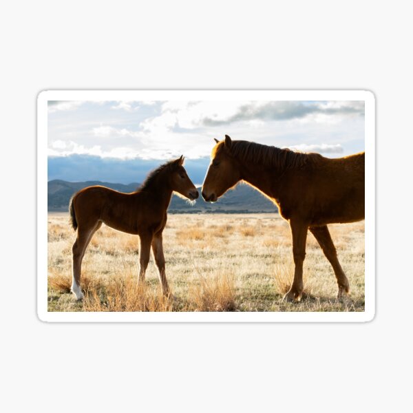 Siblings stare down Sticker