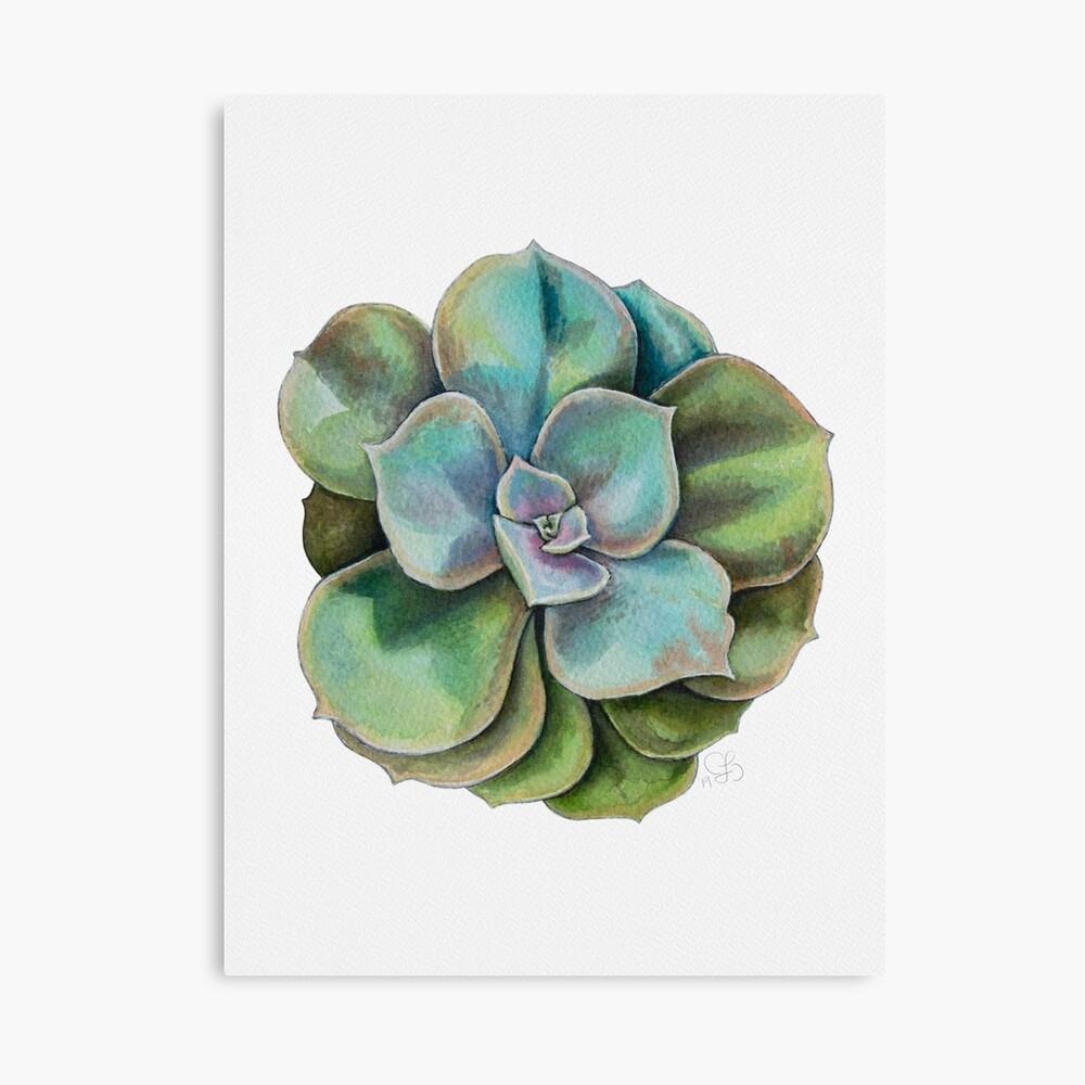 Succulent Illustration - Perle Von Nurnberg Canvas Print