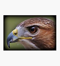 Hawk Eye Photographic Print