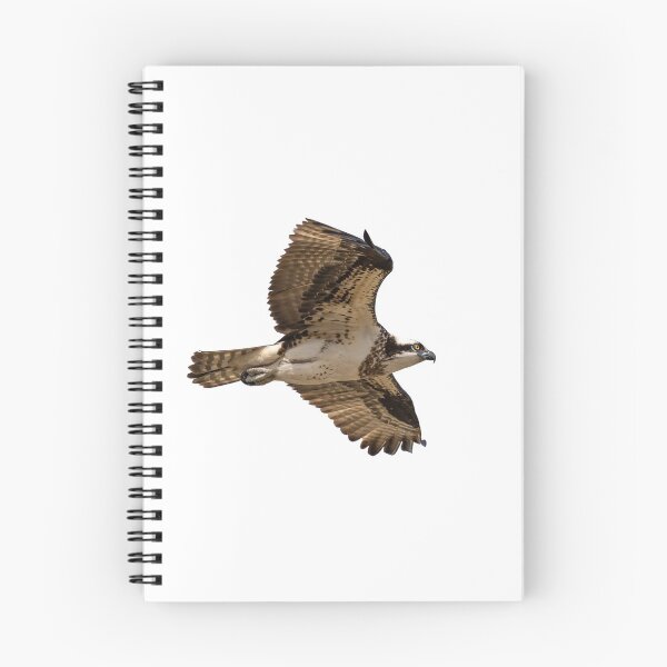 Item preview, Isolated Osprey 2019-1 designed and sold by Thomasyoung.