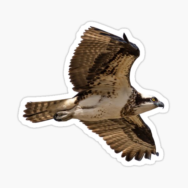 Fish Hawk Stickers for Sale