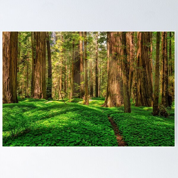 Item preview, Redwood Forest designed and sold by JeffreySchwartz.