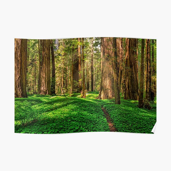 Redwood Forest Poster