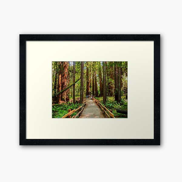 Item preview, Muir Woods National Monument, Mill Valley, California, USA designed and sold by rossacampbell.
