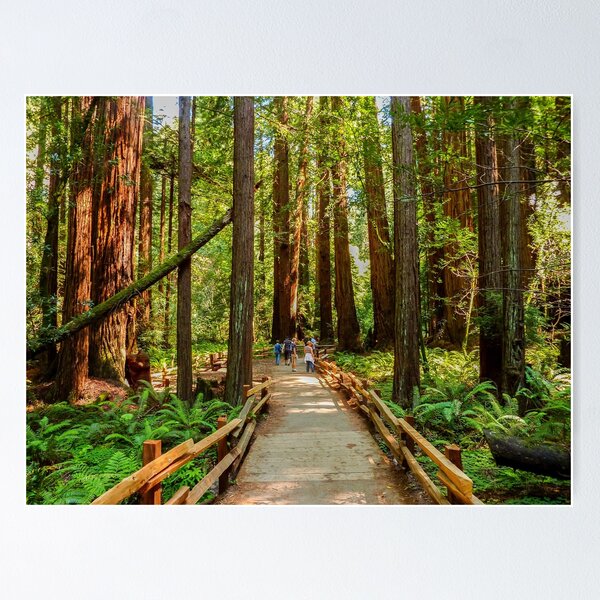 Item preview, Muir Woods National Monument, Mill Valley, California, USA designed and sold by rossacampbell.
