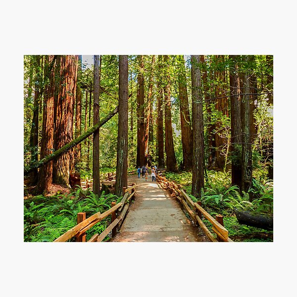 Item preview, Muir Woods National Monument, Mill Valley, California, USA designed and sold by rossacampbell.