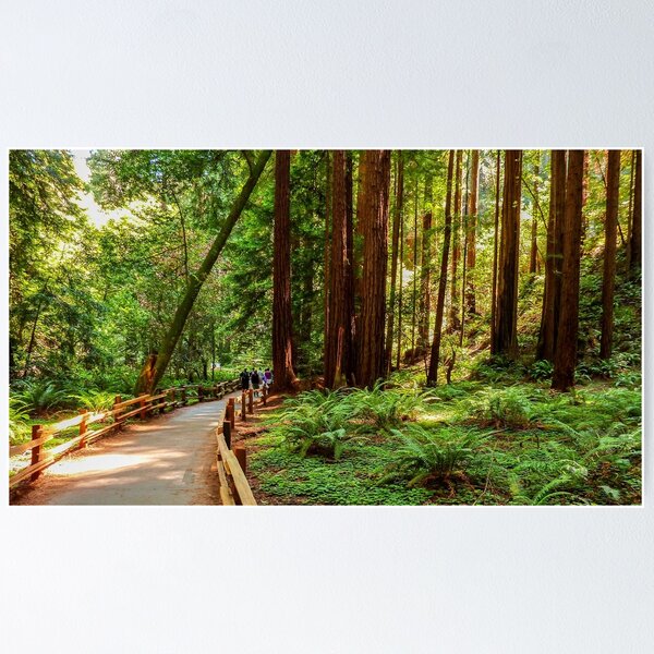 Item preview, Muir Woods National Monument, Mill Valley, California, USA designed and sold by rossacampbell.