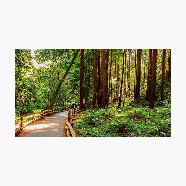 Item preview, Muir Woods National Monument, Mill Valley, California, USA designed and sold by rossacampbell.