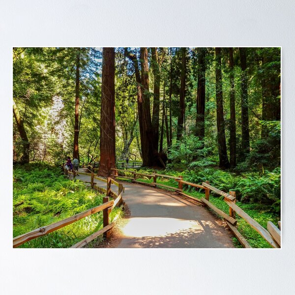 Item preview, Muir Woods National Monument, Mill Valley, California, USA designed and sold by rossacampbell.