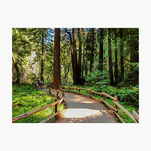 Item preview, Muir Woods National Monument, Mill Valley, California, USA designed and sold by rossacampbell.