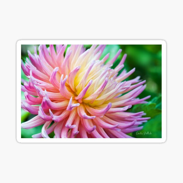 Dahlia in her Glory Sticker