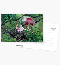 Mother Roseate and her chicks Postcards