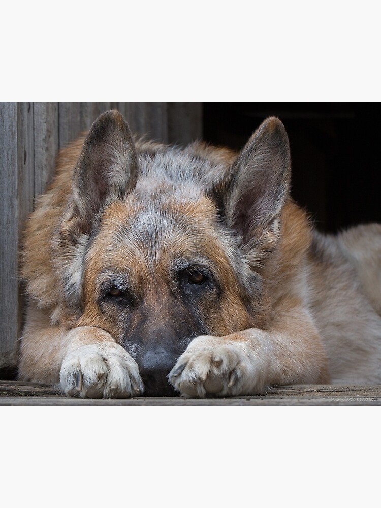 Old store dog farm