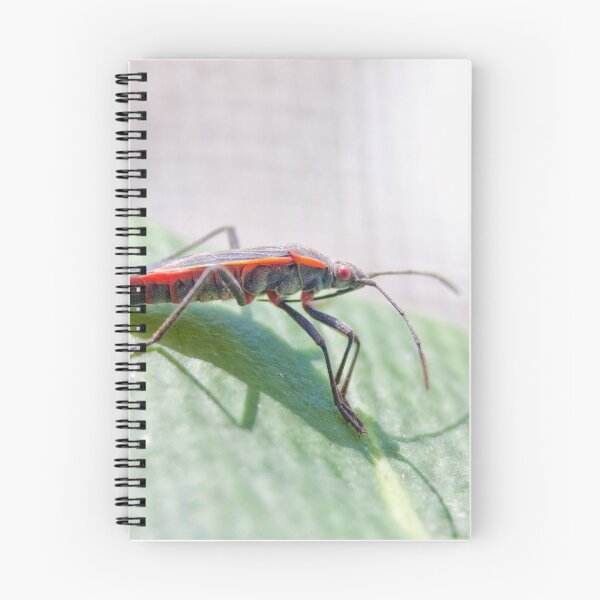 Item preview, Boxelder Bug designed and sold by dlamb.