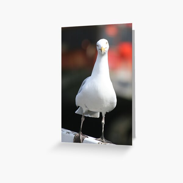 Seagull Greeting Card