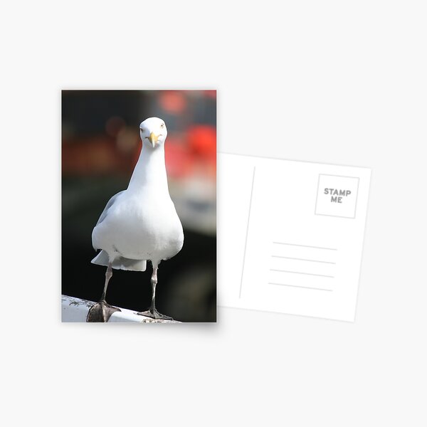 Seagull Postcard