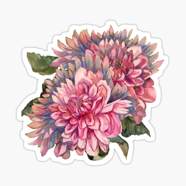 Dahlias flowers pink watercolor pattern Sticker