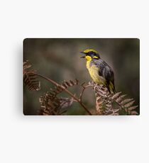 Endangered Honeyeater - Helmeted Honeyeater Canvas Print