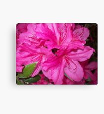 Swirl of Hot Pink Canvas Print