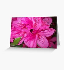 Swirl of Hot Pink Greeting Card