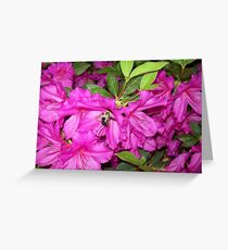 Nature's Fuzzy Friend Greeting Card