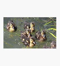 Two by Two Photographic Print