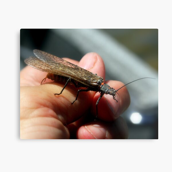 Item preview, Salmonfly (Pteronarcys californica) designed and sold by amontanaview.