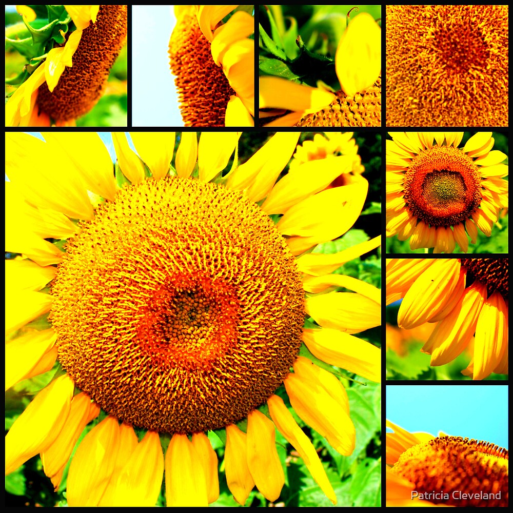 "Sunflower Collage" by Patricia Cleveland Redbubble