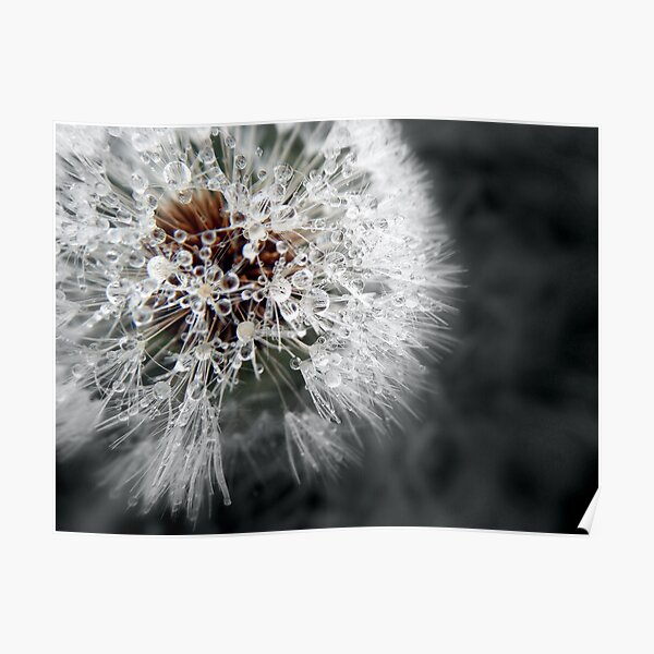 Dandelions Poster