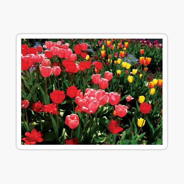 Tulips Take Over the World by Jerald Simon (Music Motivation - musicmotivation.com) Sticker