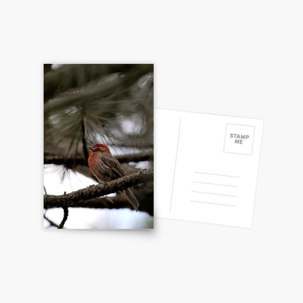 Perched in the Pine Postcard