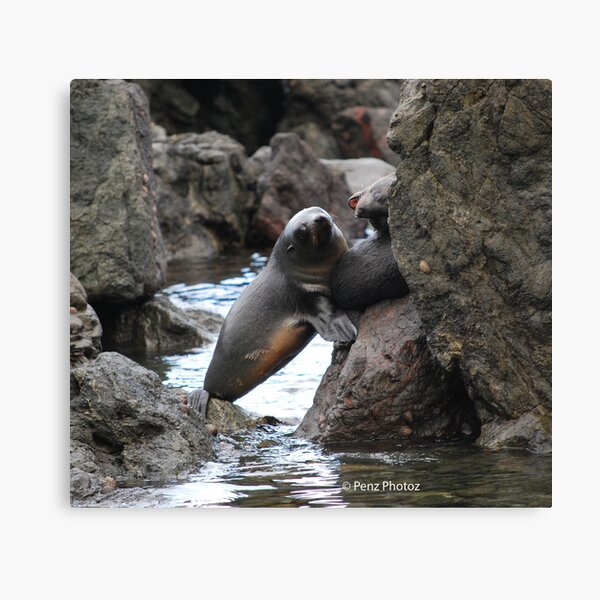 Seals playing Canvas Print
