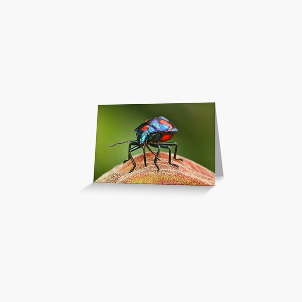 Moon Walker. (Harlequin Bug.) Greeting Card