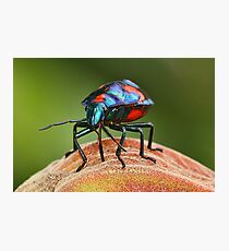 Moon Walker. (Harlequin Bug.) Photographic Print