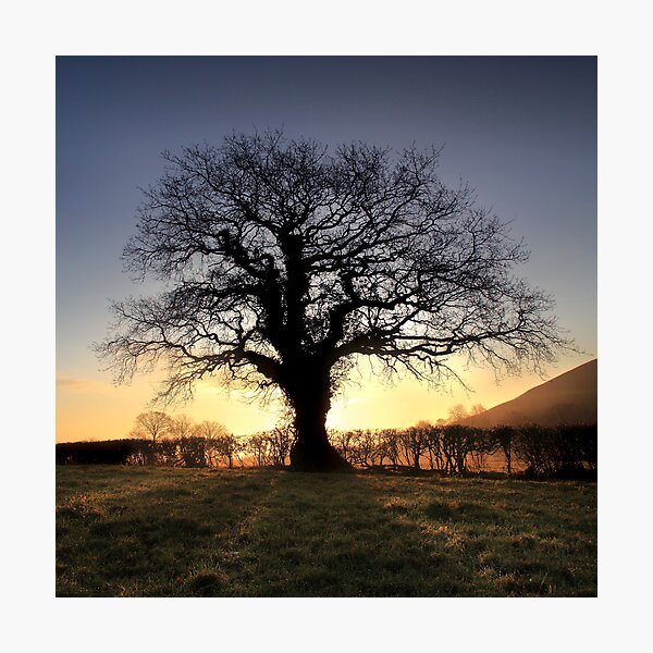 Oak Tree Glastonbury Tor Photographic Print