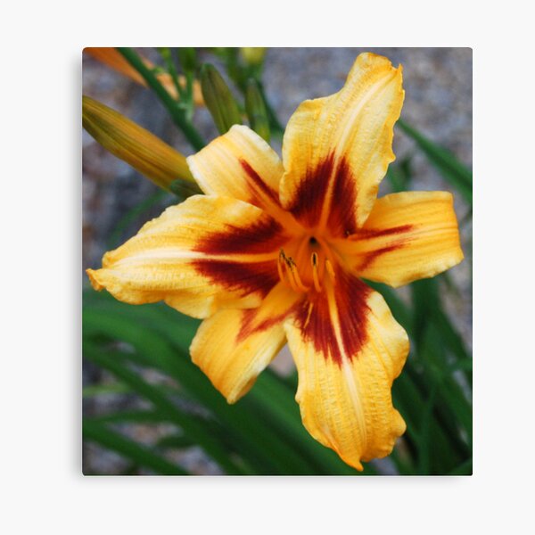 Orange Lilly Canvas Print