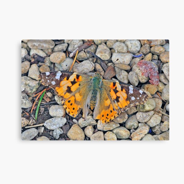 Butterfly 0001 Canvas Print