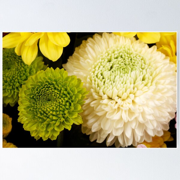 Item preview, Chrysanthemums, often called 'mums'. designed and sold by Josep M Penalver.