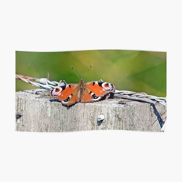 Butterfly 0008 Poster