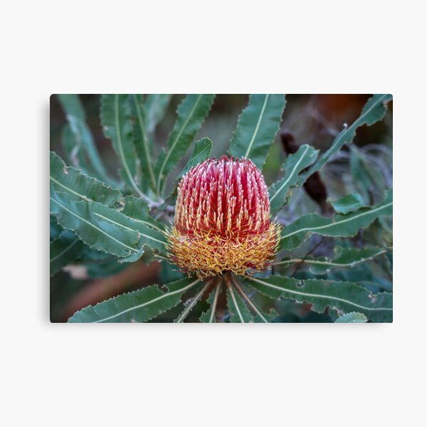 Item preview, Firewood Banksia (Banksia menziesii) designed and sold by DPalmer.